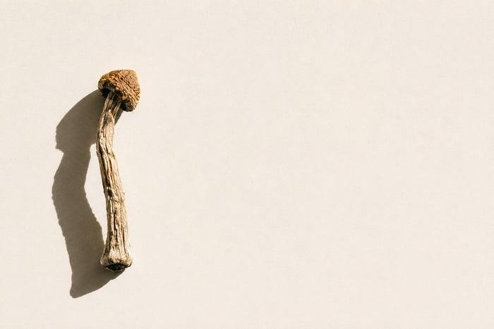 A single dried psilocybe mushroom on a bone-white surface, lit hard from one side casting a long shadow