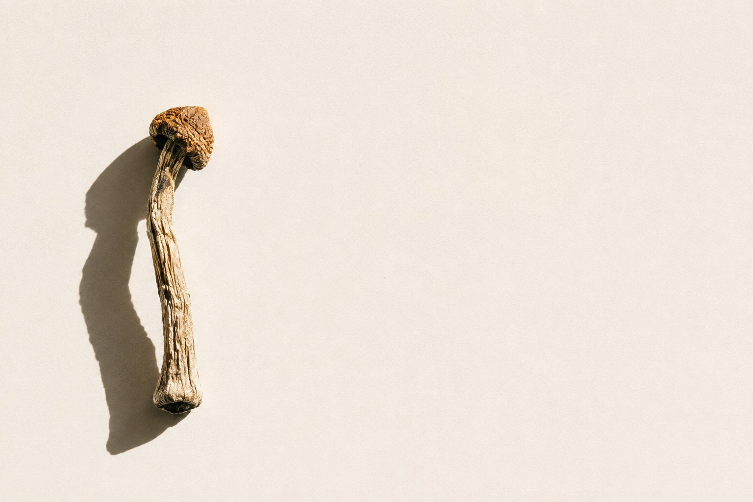 A single dried psilocybe mushroom on a bone-white surface, lit hard from one side casting a long shadow